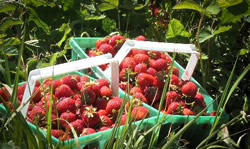 Strawberries picked at Barn Cottage